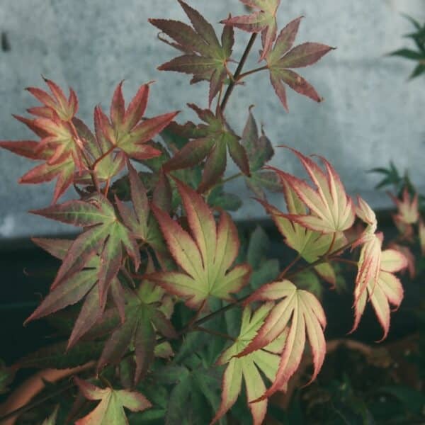 Acer palmatum Tsuma Gaki Showing Multi Coloured Foliage Cropped Acer palmatum Tsuma Gaki Showing Multi Coloured Foliage
