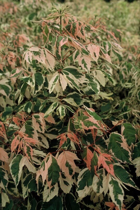 Acer negundo Flamingo New Foliage Close Up