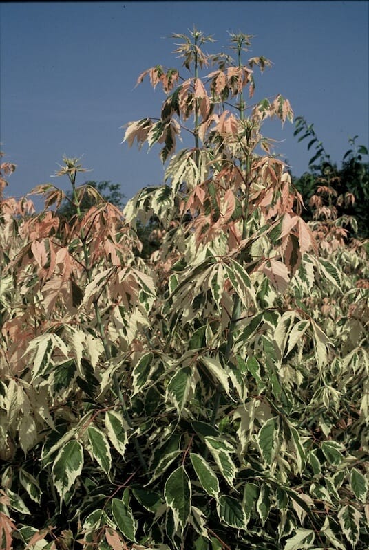Acer negundo Flamingo New Pink Foliage