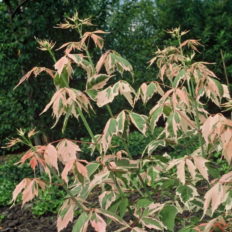Acer negundo Flamingo Pink and Green Foliage