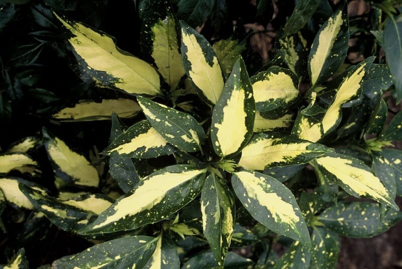 Aucuba japonica Picturata Foliage Close Up