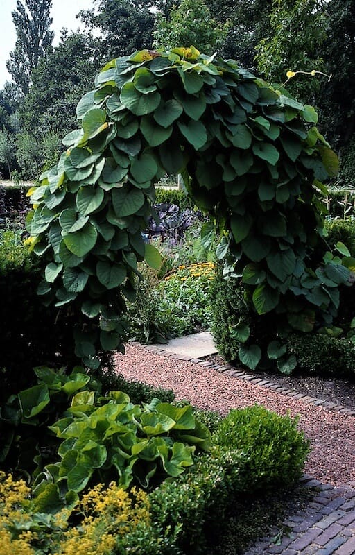 Aristolochia macrophylla Growing Over an Arch