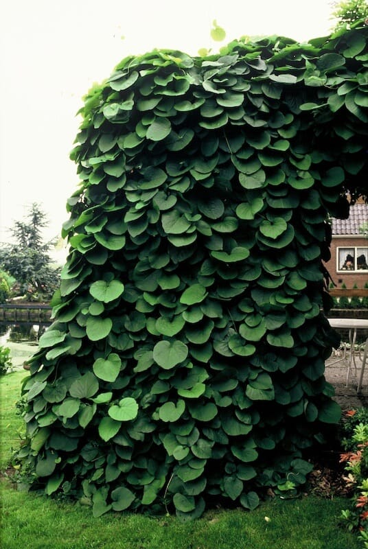 Aristolochia macrophylla Climbing
