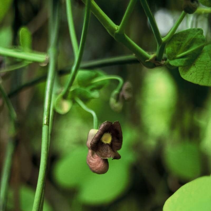 Aristolochia macrophylla Flower Close Up