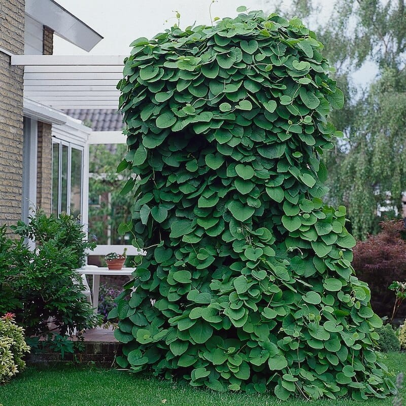 Aristolochia macrophylla Growing Up A Pergola