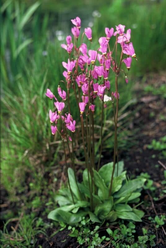 Dodecatheon meadia Plant Flowering Dodecatheon meadia Plant Flowering