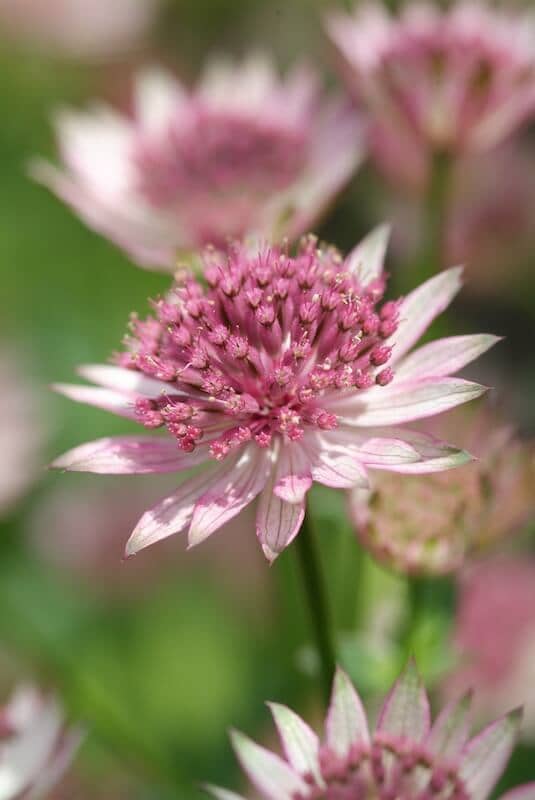 Astrantia Roma Flower Close Up Astrantia Roma Flower Close Up