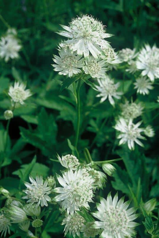 Astrantia major Shaggy Flowers Astrantia major Shaggy Flowers