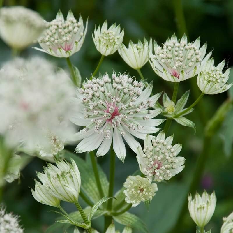 Astrantia major Shaggy Flowers Astrantia major Shaggy Flowers