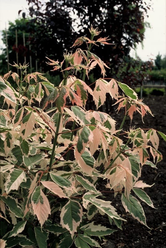 Acer negundo Flamingo Young Tree