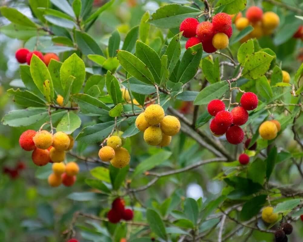 Arbutus unedo Ripening Fruit Cropped Arbutus unedo Ripening Fruit Cropped