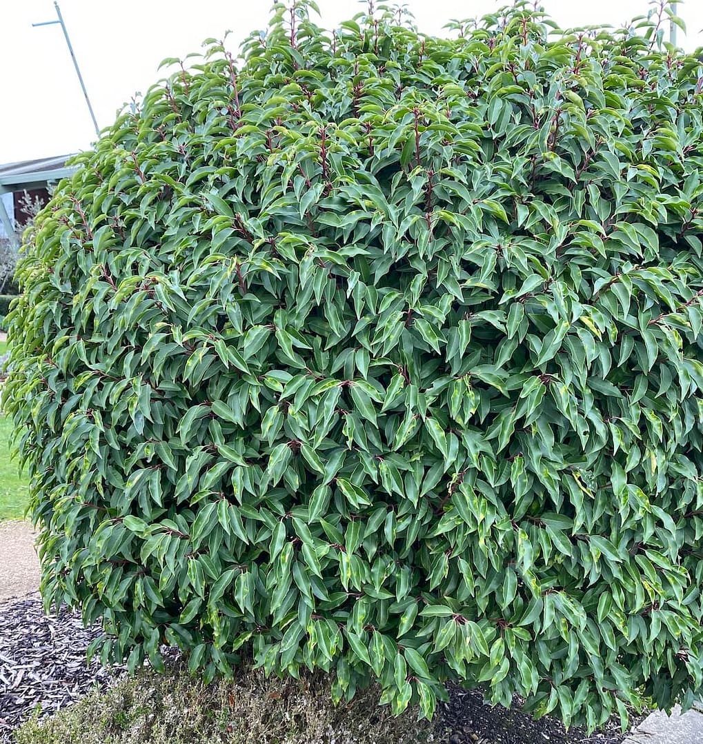 Prunus lusitanica Evergreen