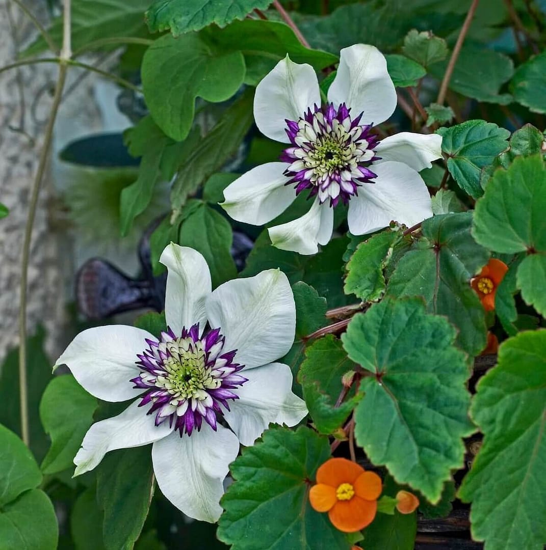 Clematis florida Sieboldiana