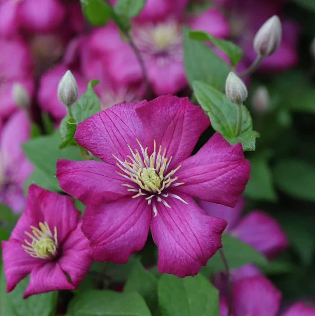 Clematis x viticella Ville de Lyon Flowers