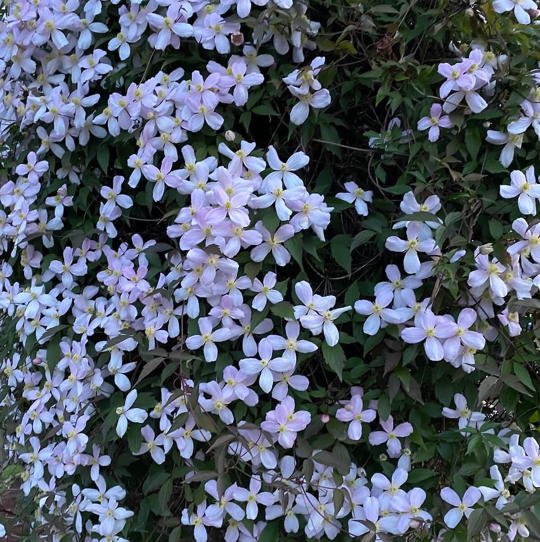 Clematis montana Rubens Flowering at the end of April