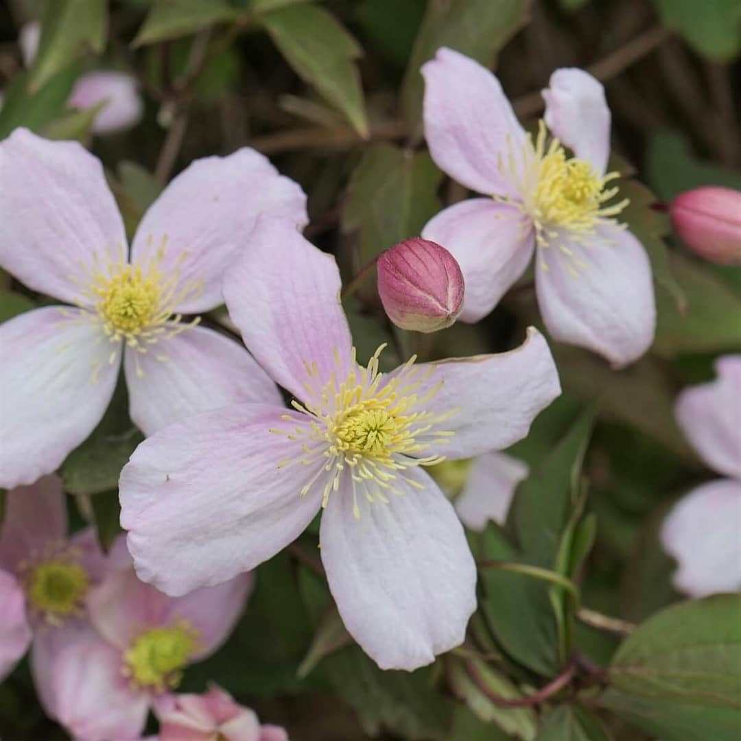 Clematis montana Rubens