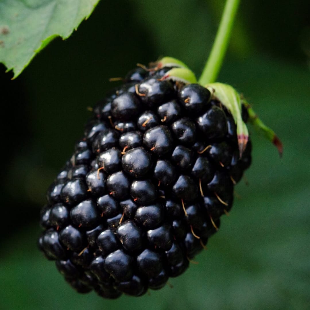 Blackberry Obsidian Ripe Fruit on the Plant