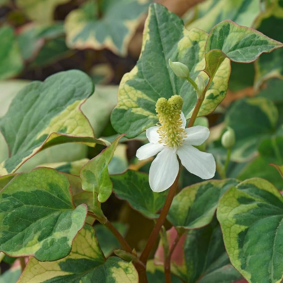 Houttuynia cordata Chameleon Tricoloured Leaves and Flowers Close Up