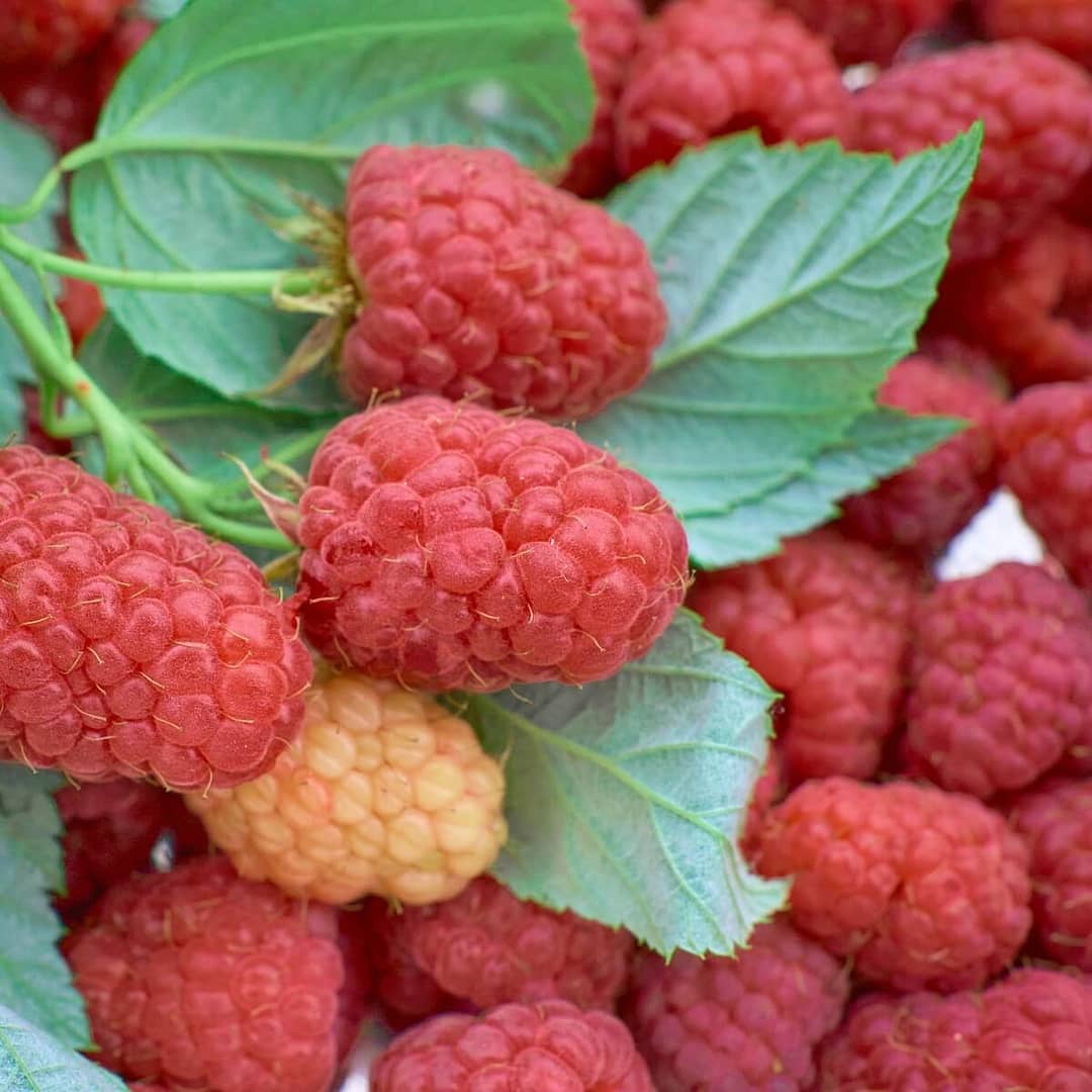 Raspberry Glen Carron Ripe Fruit