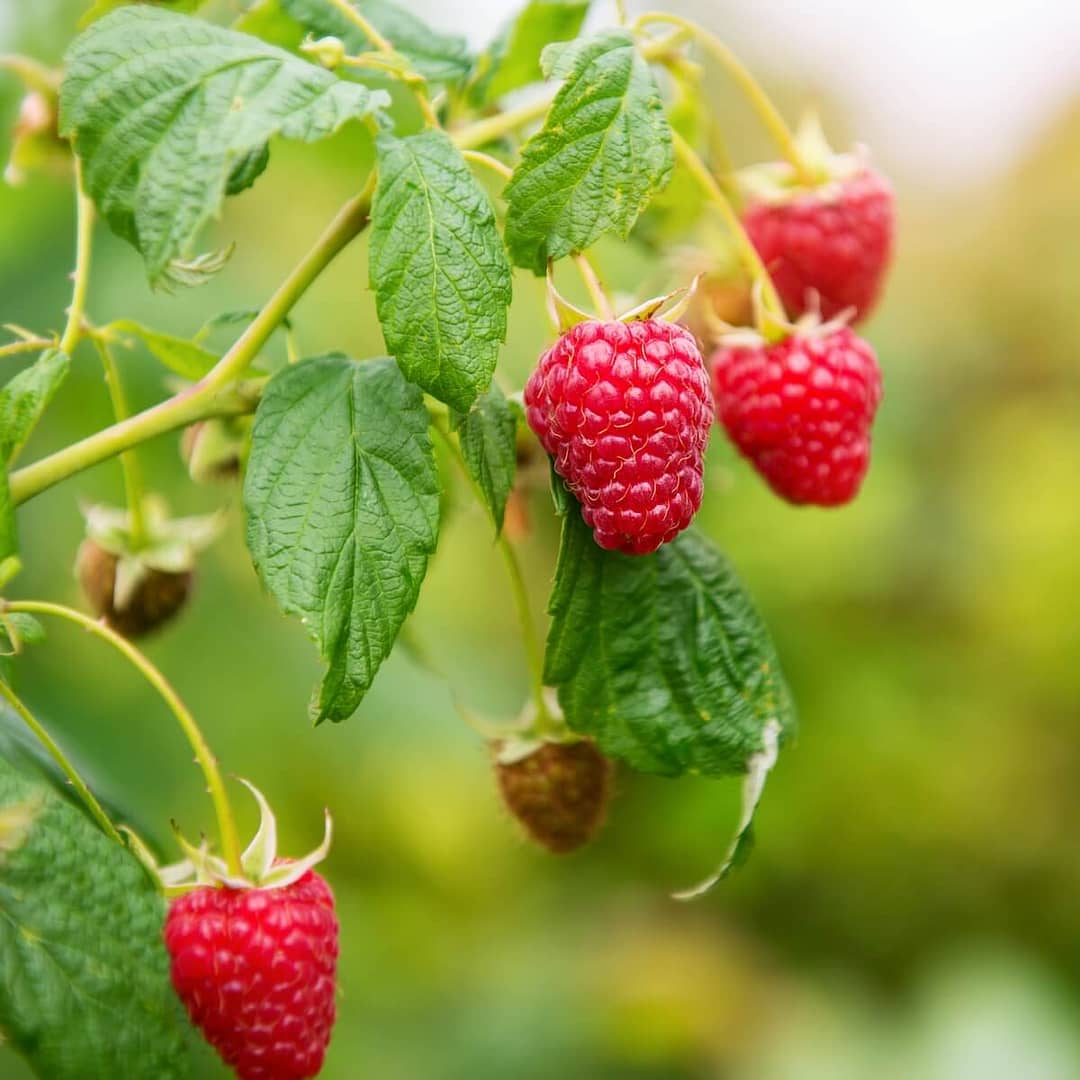Raspberry Octavia Fruit Ripening on the Plant