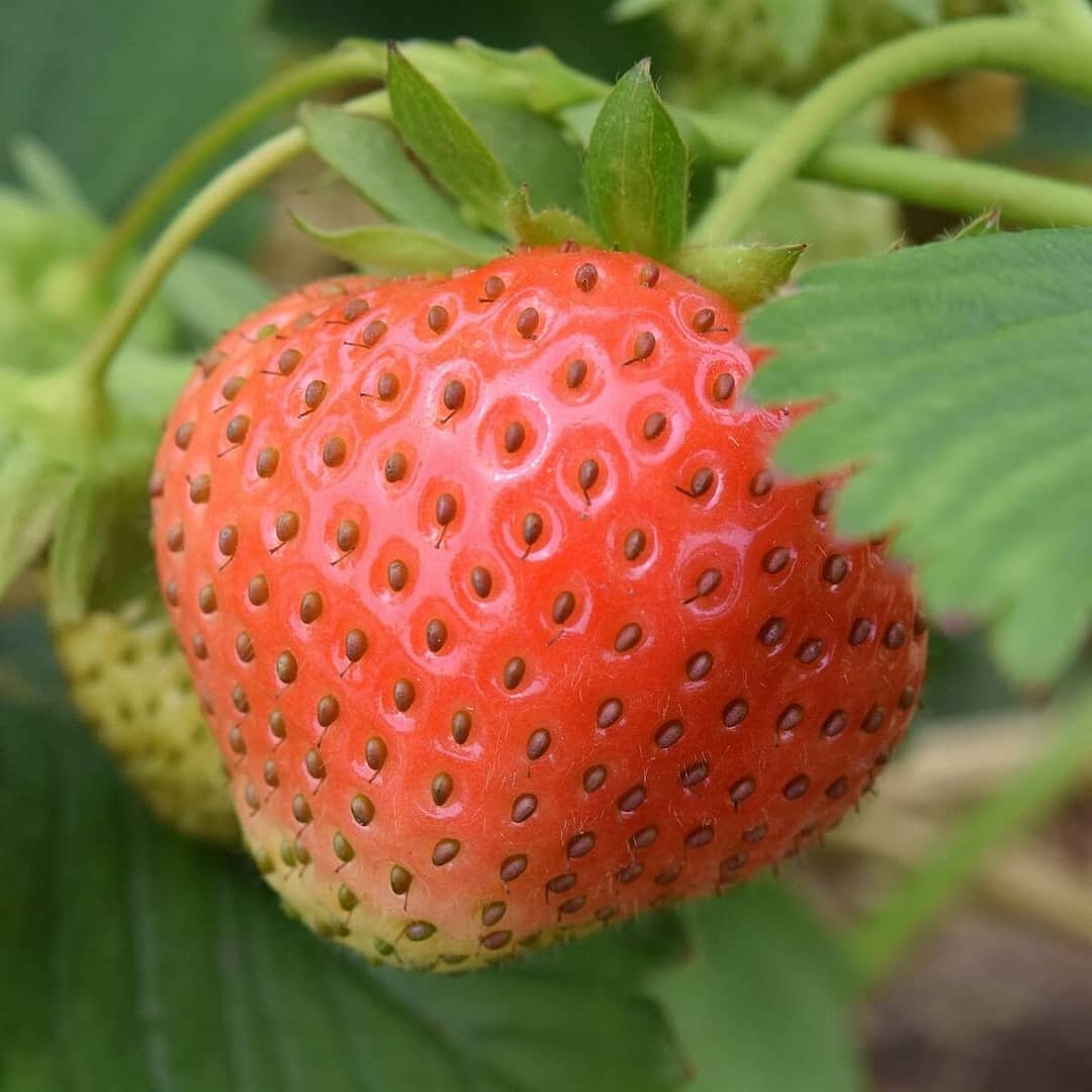 Strawberry Elsanta Fruit Ripening on the Plant