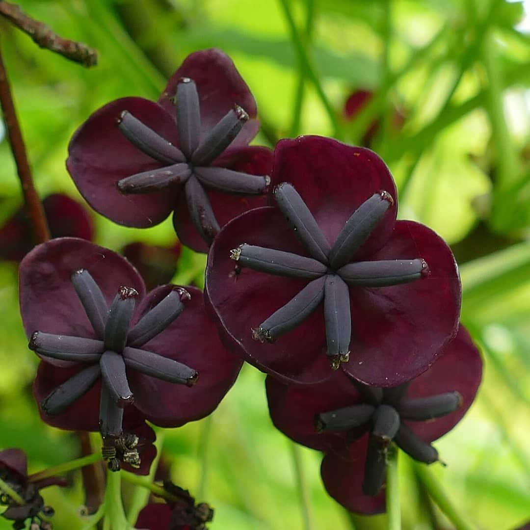 Akebia quinata Flowers Close Up Akebia quinata Flowers Close Up