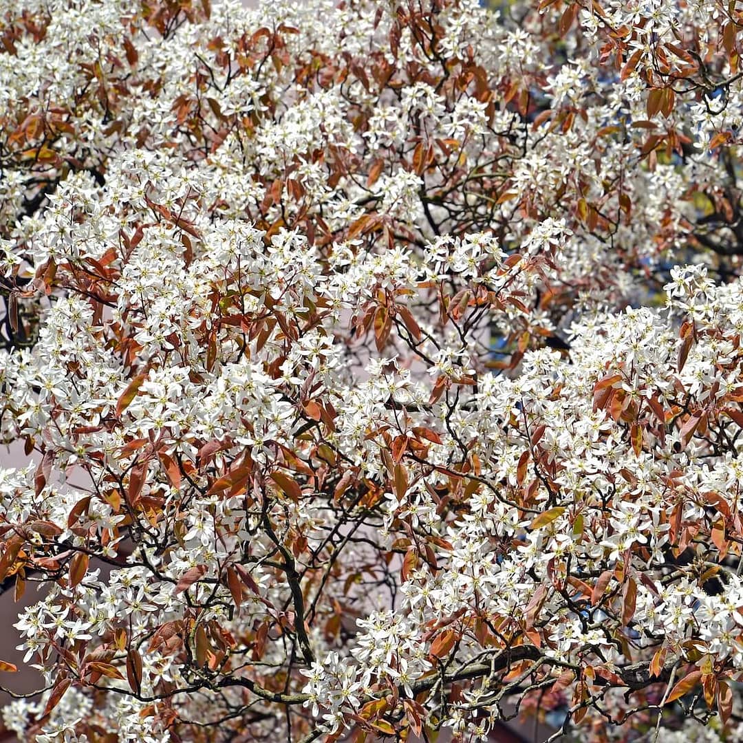 Amelanchier canadensis Masses of Flowers in the Spring Amelanchier canadensis Masses of Flowers in the Spring