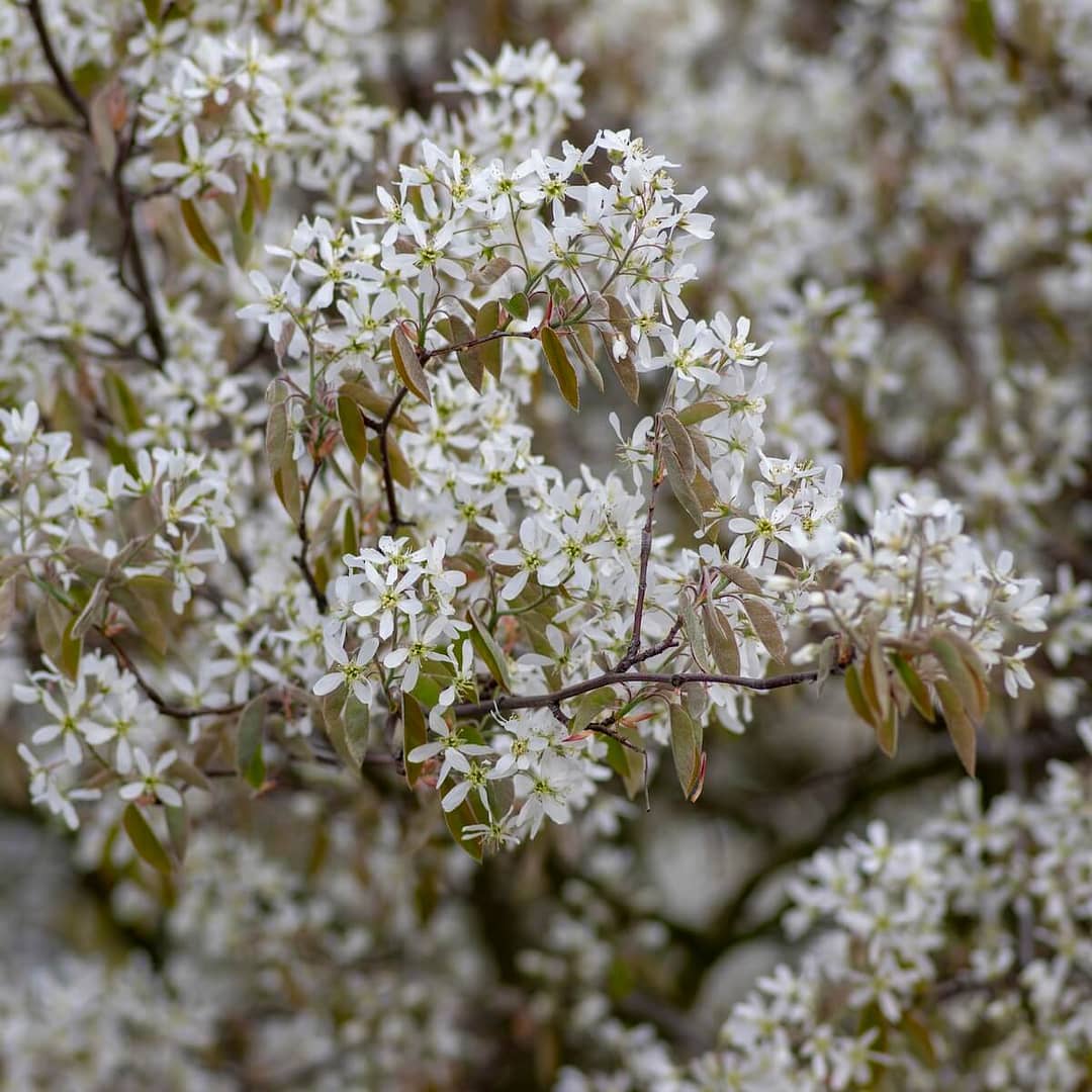 Amelanchier lamarckii Masses of Flowers in the Spring Amelanchier lamarckii Masses of Flowers in the Spring