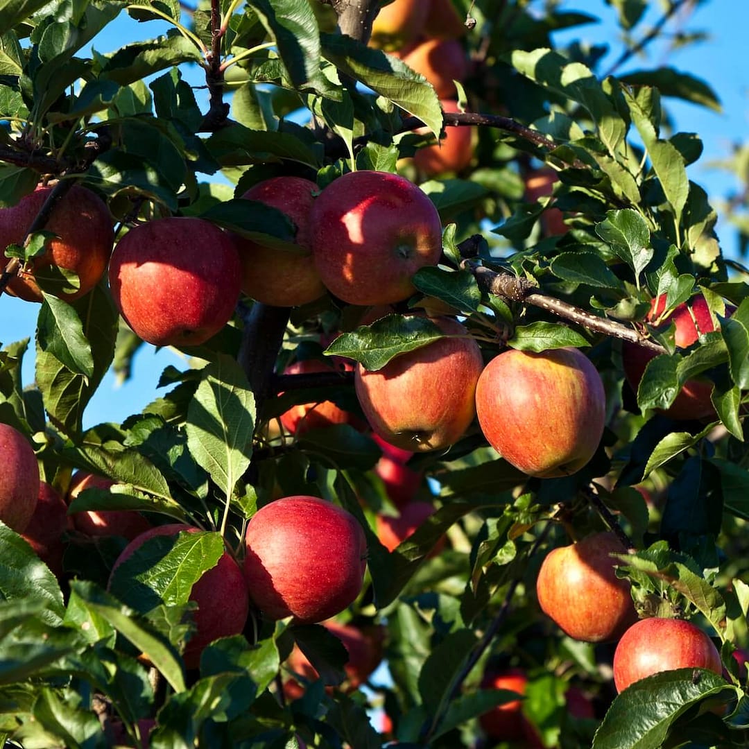 Apple Braeburn Fruit Ripening on the Tree Apple Braeburn Fruit Ripening on the Tree