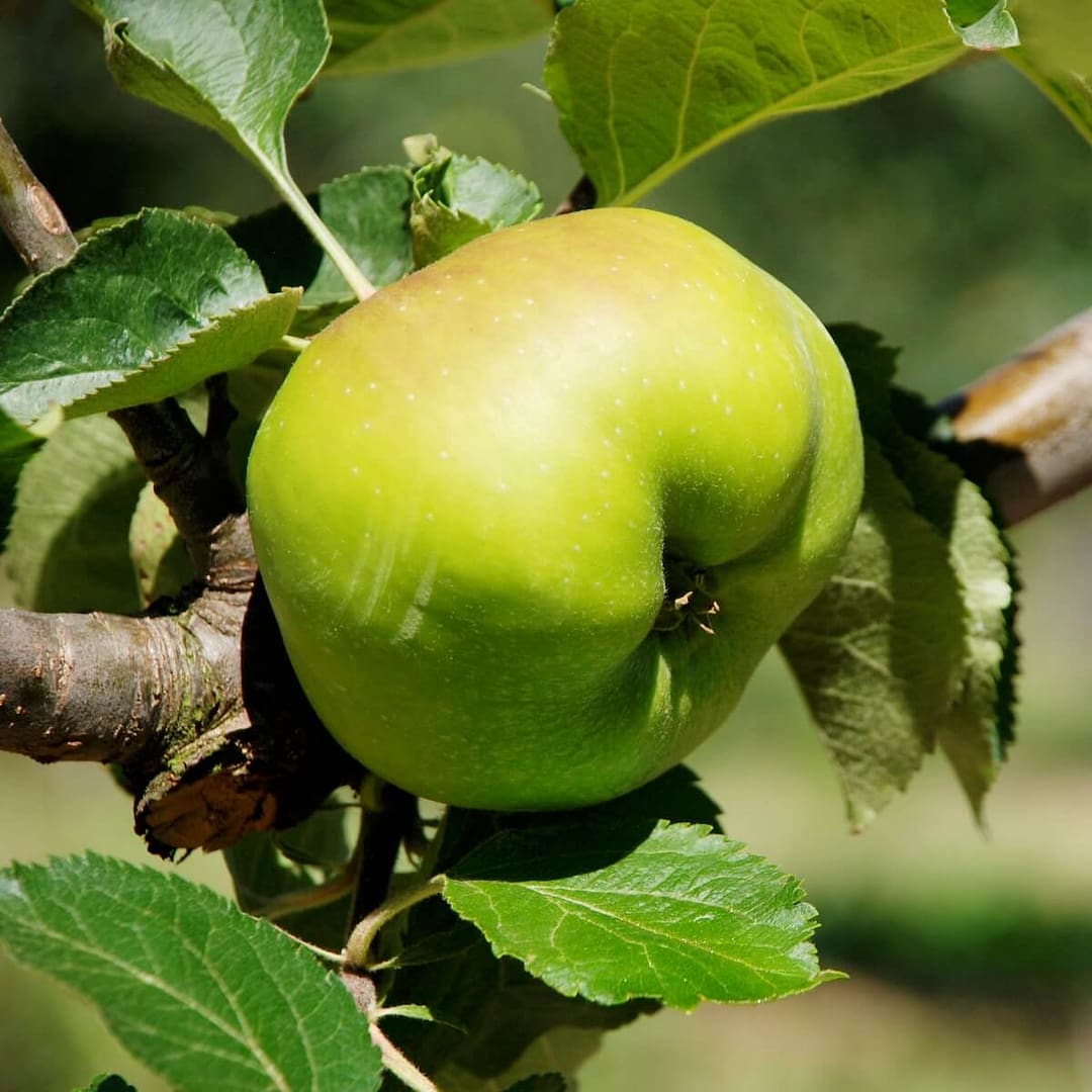 Apple Bramley's Seedling Cooking Apple Ripening on the Branch Apple Bramley's Seedling Cooking Apple Ripening on the Branch