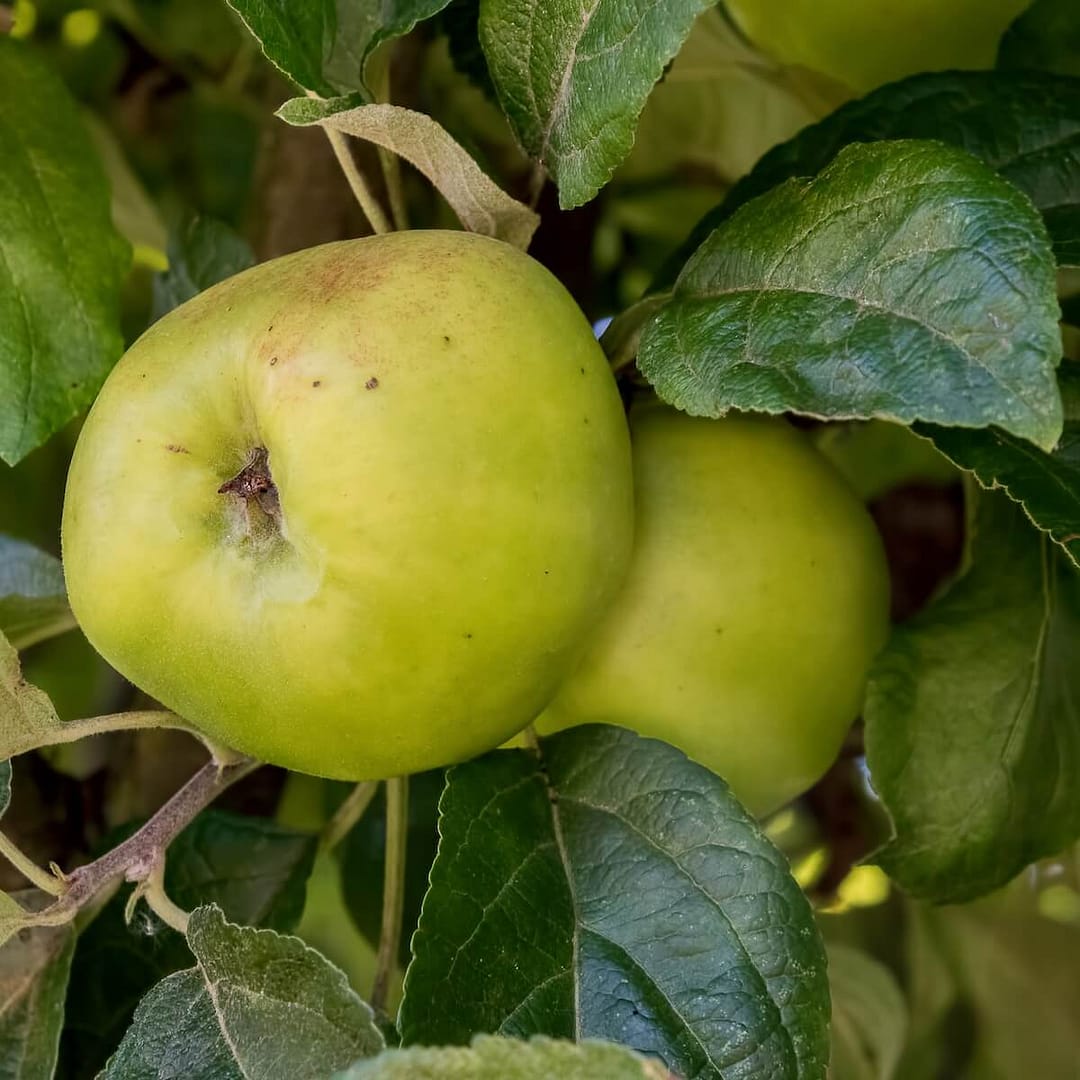 Apple Bramley's Seedling Fruit Ripening on the Tree Apple Bramley's Seedling Fruit Ripening on the Tree