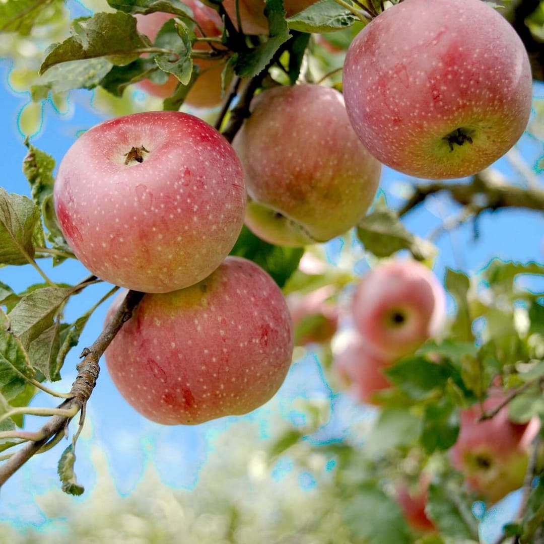 Apple Ripening on the Tree Apple Ripening on the Tree