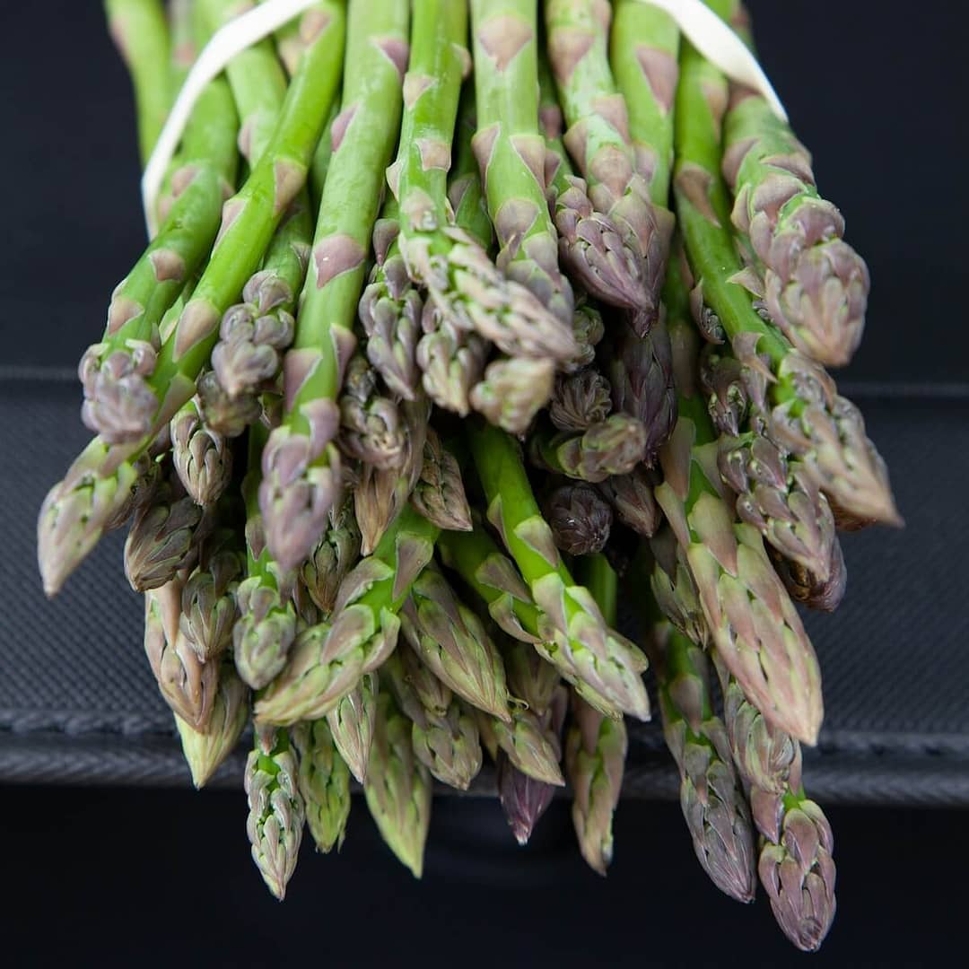 Asparagus Guelph Eclipse Spears Asparagus Guelph Eclipse Spears