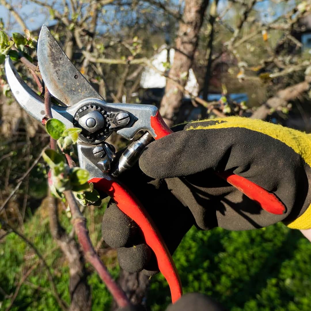 Pruning an Apple Tree Pruning an Apple Tree