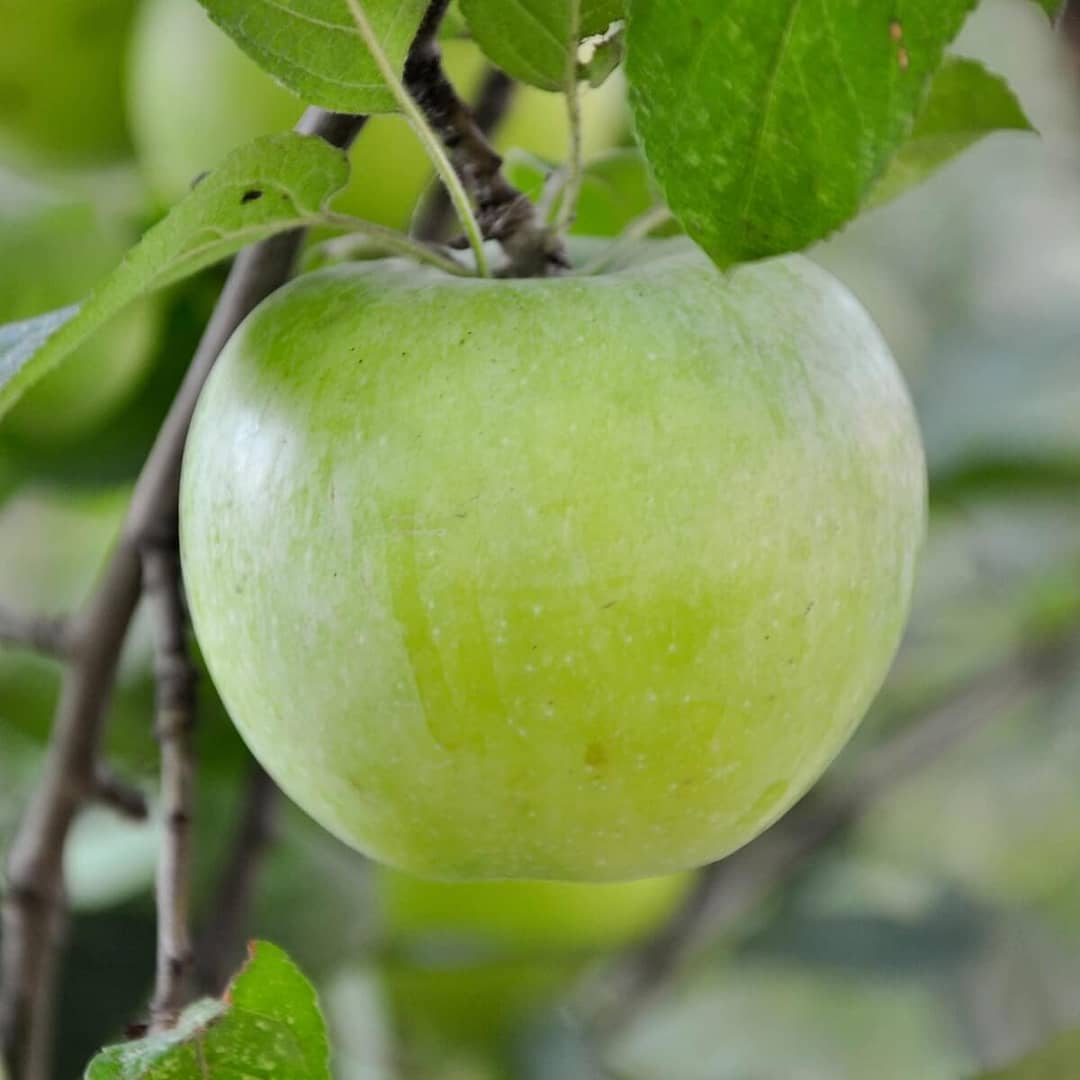 Appe Granny Smith Fruit Ripening on the Tree Appe Granny Smith Fruit Ripening on the Tree