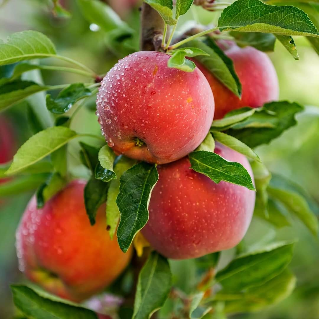 Apple Blenheim Orange Apples Ripening on the Tree Apple Blenheim Orange Apples Ripening on the Tree
