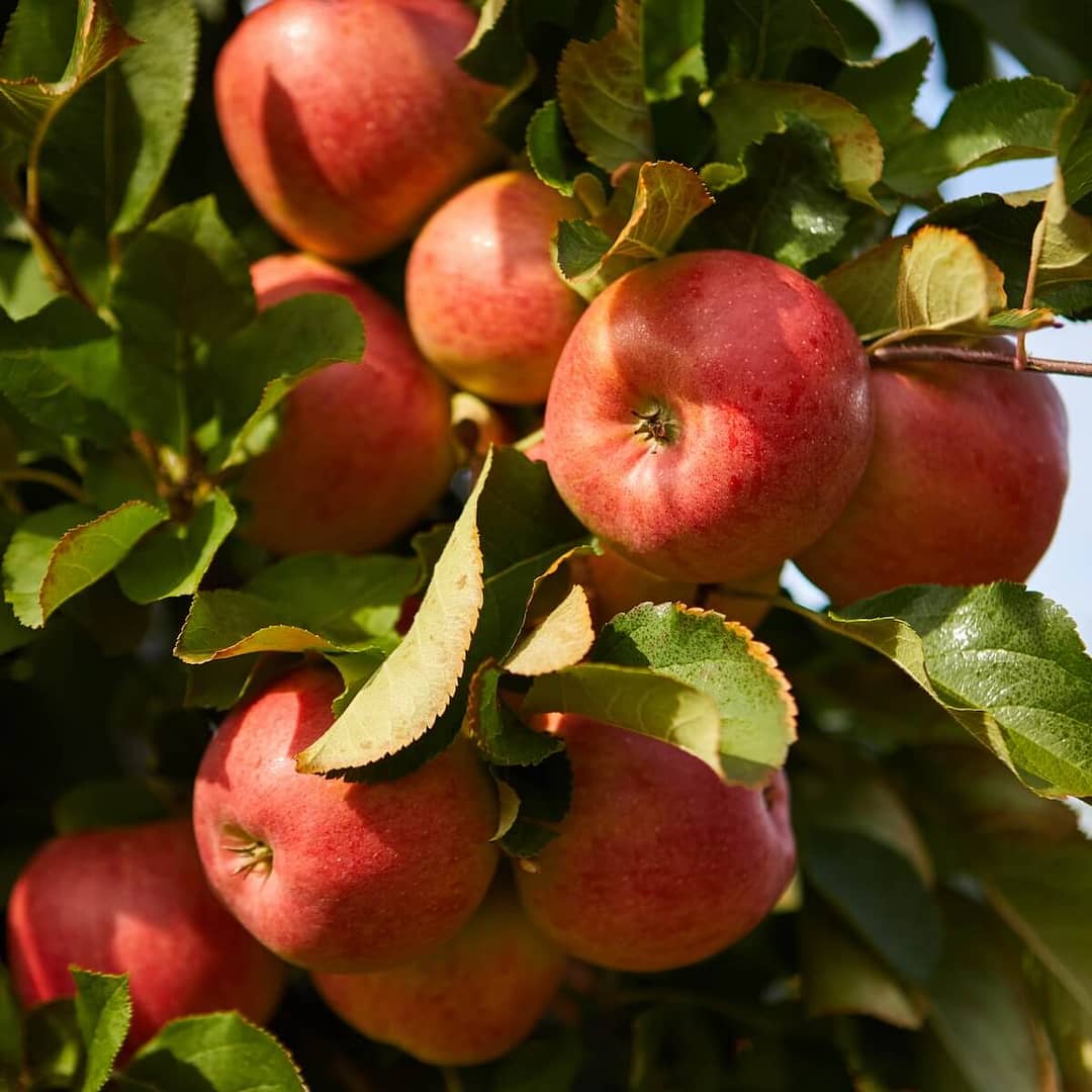 Apple Blenheim Orange Fruit Ripening on the Tree Apple Blenheim Orange Fruit Ripening on the Tree