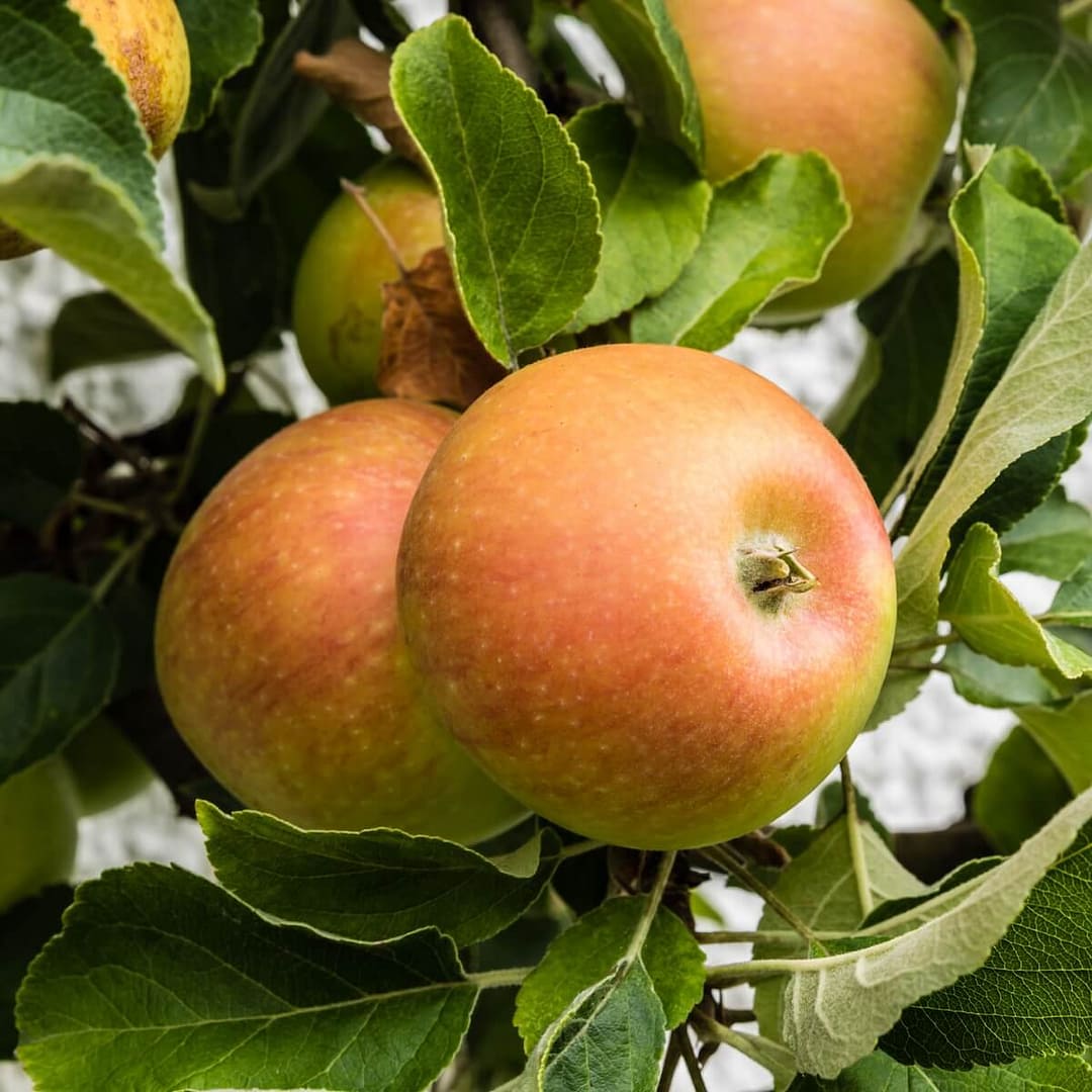 Apple Cox’s Orange Pippin Apples Ripening on the Tree Apple Cox’s Orange Pippin Apples Ripening on the Tree