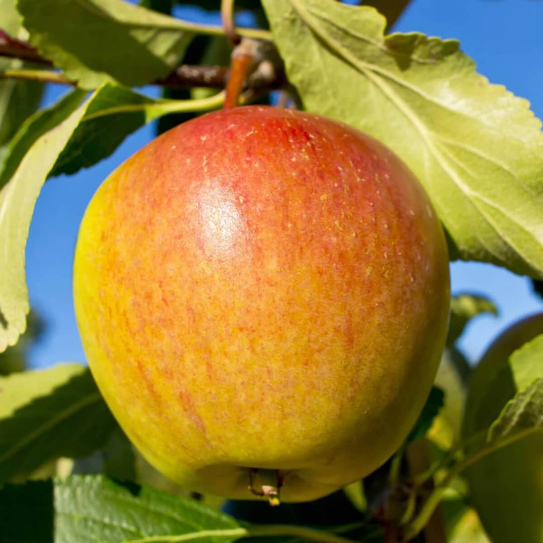 Apple Cox’s Orange Pippin Single Apple Ripening on the Tree Apple Cox’s Orange Pippin Single Apple Ripening on the Tree