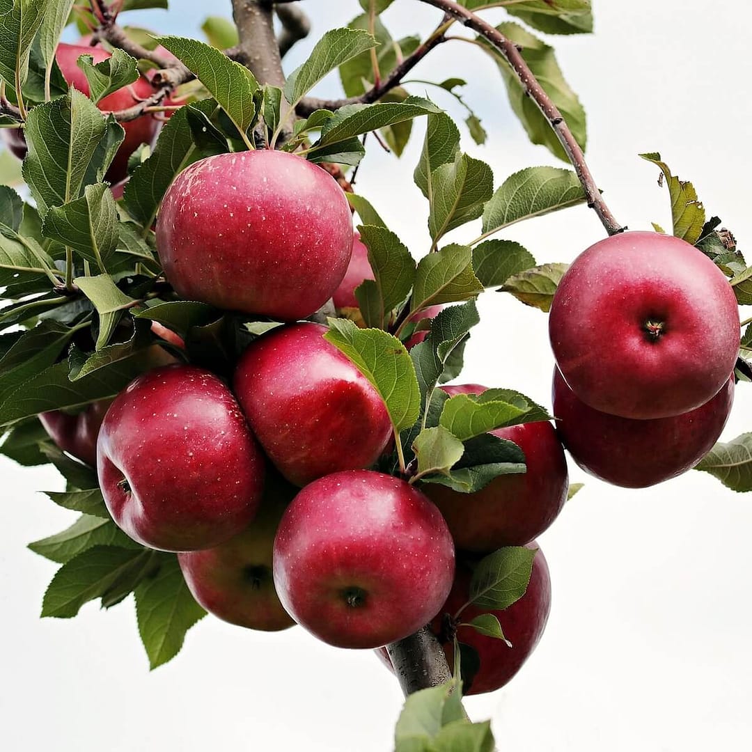 Apple Discovery Fruit Ripening on the Tree Apple Discovery Fruit Ripening on the Tree