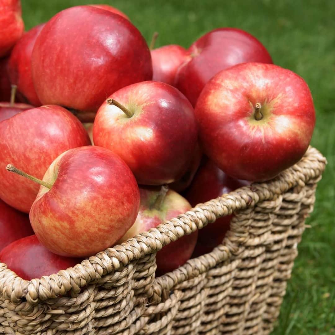 Apple Discovery Harvested Fruit in a Basket Apple Discovery Harvested Fruit in a Basket
