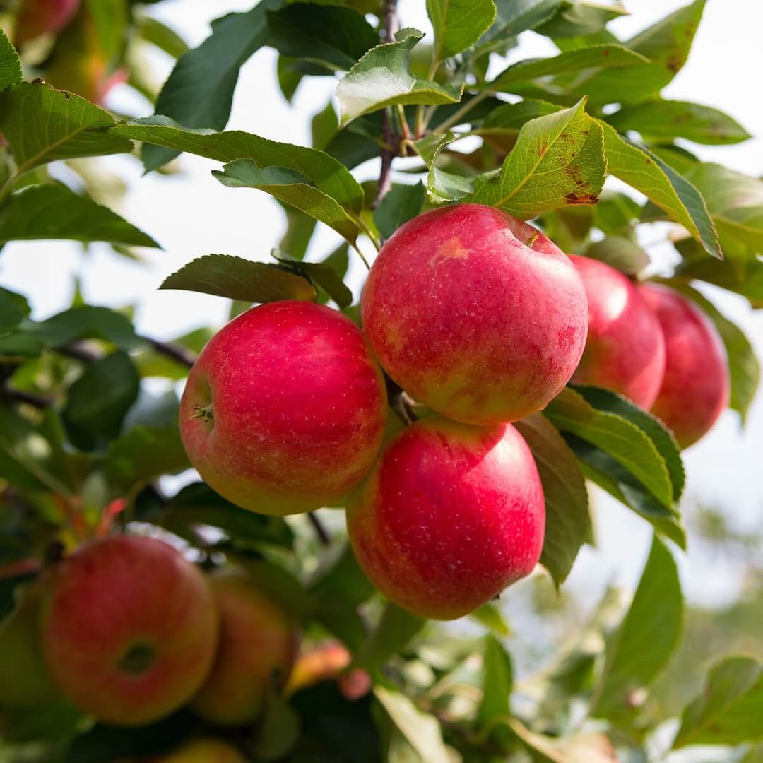 Apple Elstar Apples Ripening on the Tree Apple Elstar Apples Ripening on the Tree
