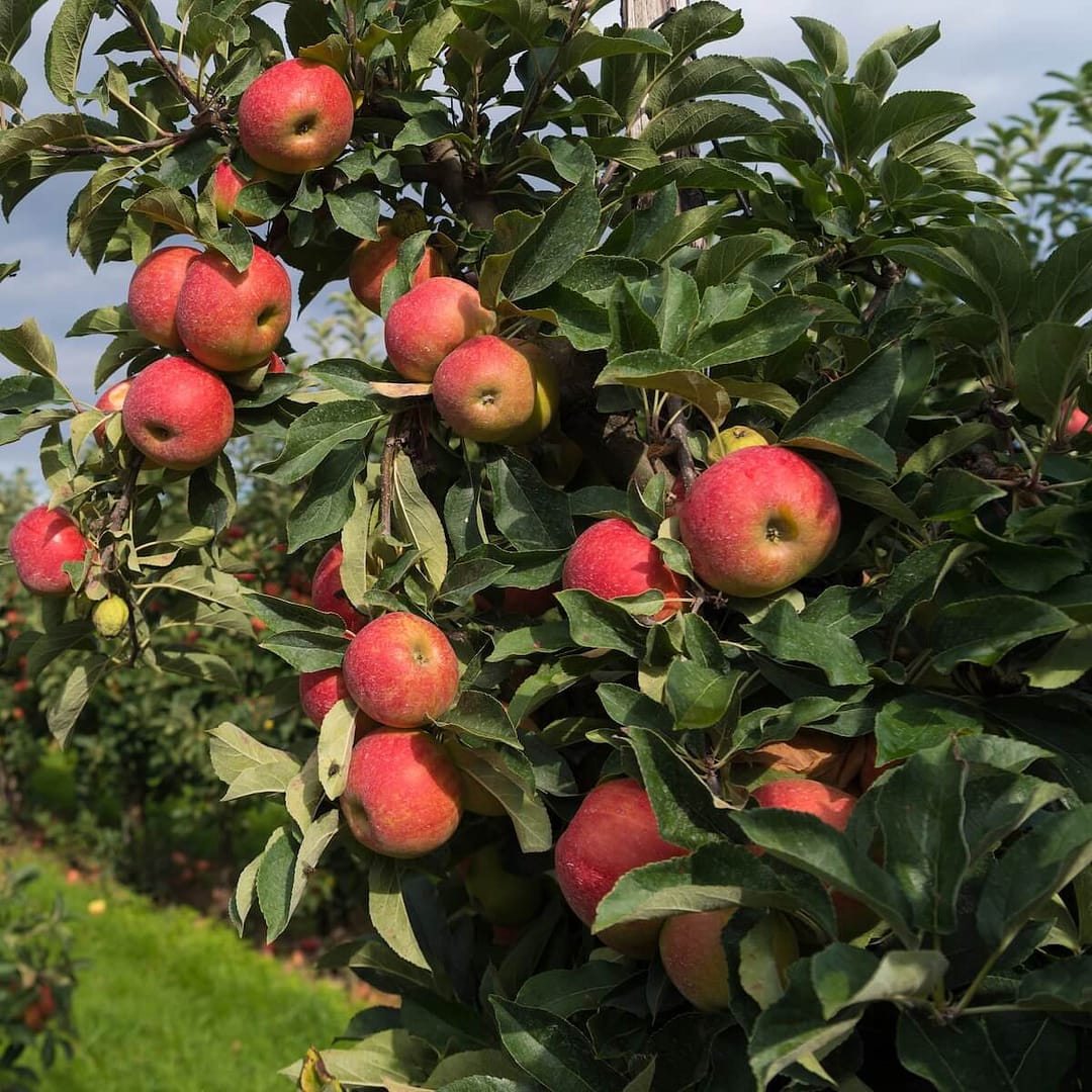 Apple Elstar Fruit Ripening on the Tree Apple Elstar Fruit Ripening on the Tree