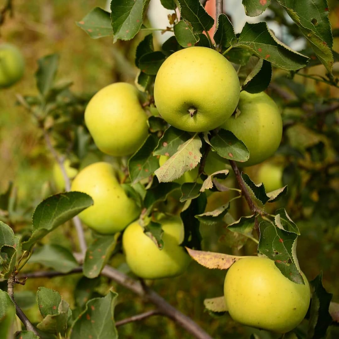 Apple Golden Delicious Fruit Ripening on the Tree Apple Golden Delicious Fruit Ripening on the Tree