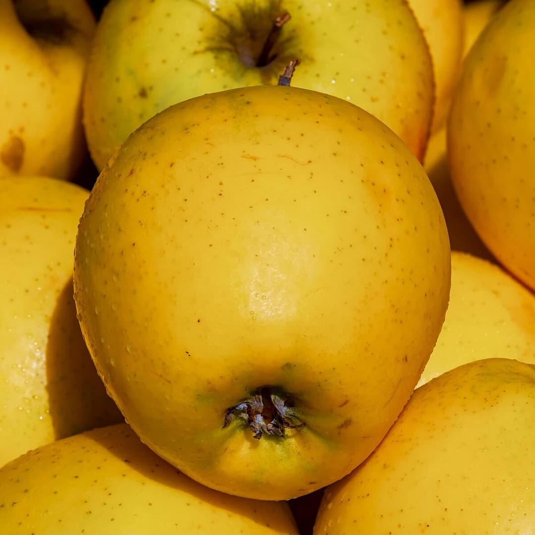 Apple Golden Delicious Ripe Fruit Harvested Apple Golden Delicious Ripe Fruit Harvested