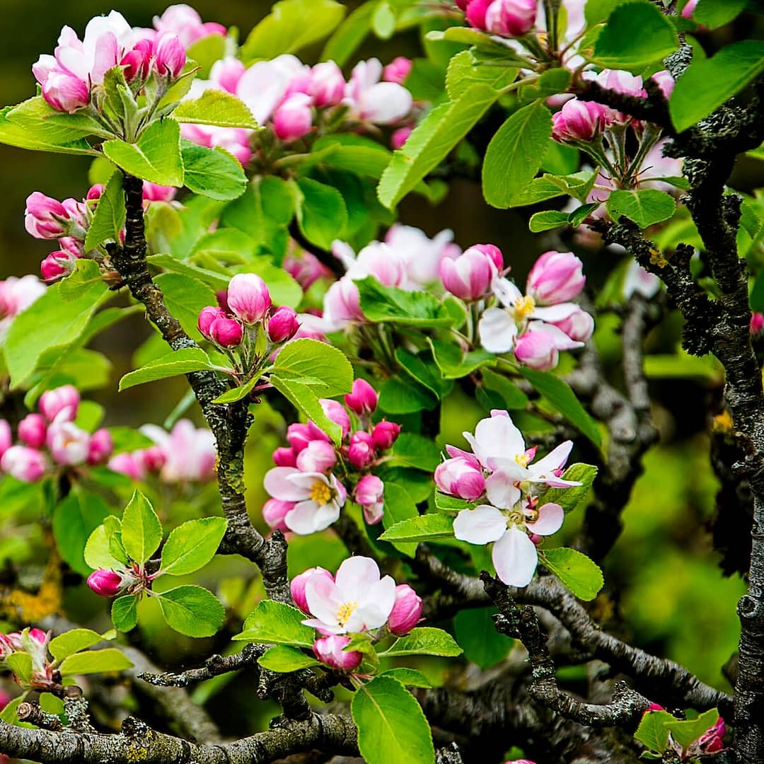 Apple James Grieve Flowering in the Spring Apple James Grieve Flowering in the Spring