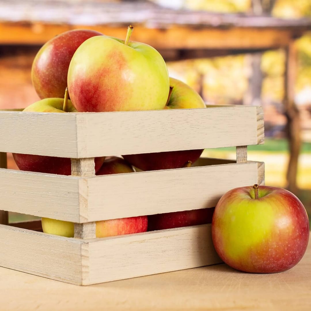 Apple James Grieve Ripe fruit in a Wooden Box Apple James Grieve Ripe fruit in a Wooden Box