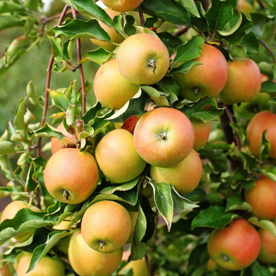 Apple Jonagold Fruit Ripening on the Tree Apple Jonagold Fruit Ripening on the Tree