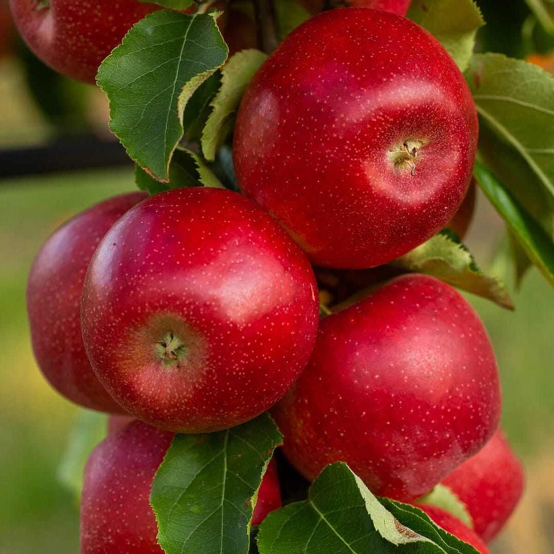 Apple Katy Apples Ripening on the Tree Apple Katy Apples Ripening on the Tree