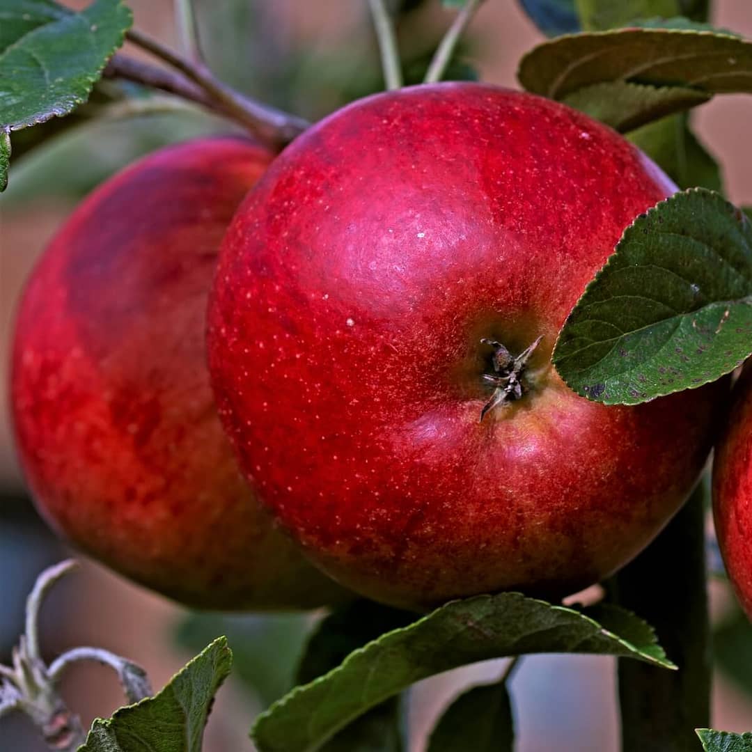 Apple Katy Fruit Ripening on the Tree Apple Katy Fruit Ripening on the Tree